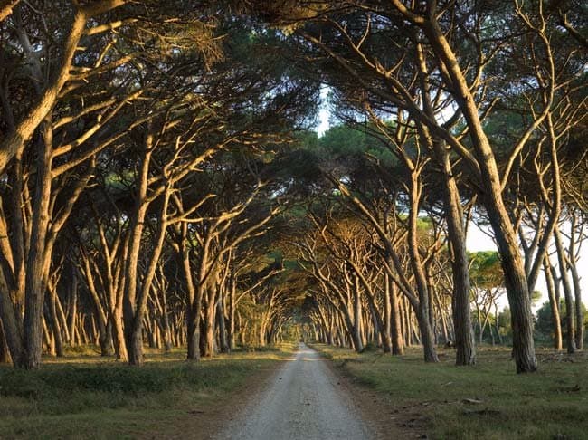 Viale nel parco