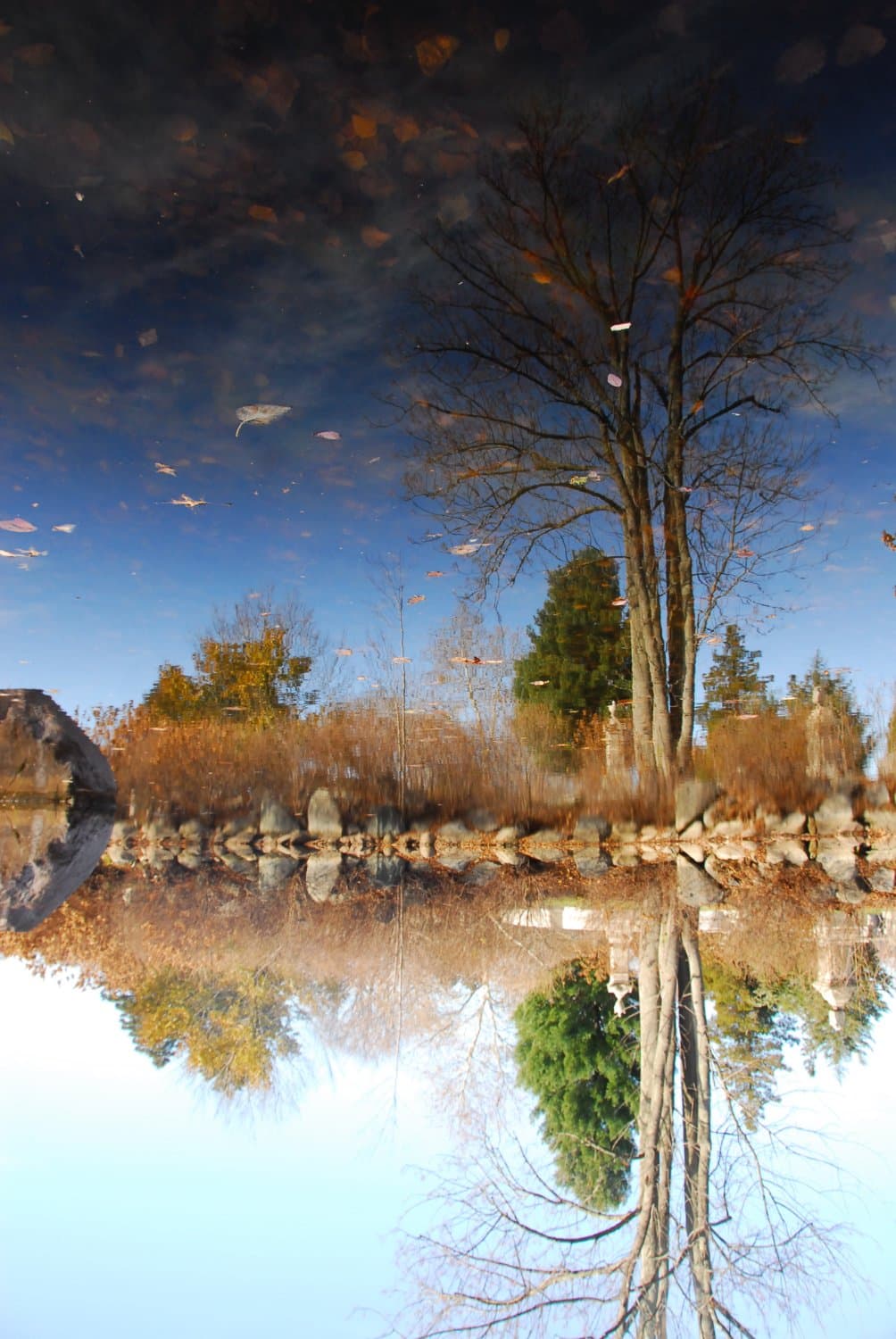 A pond reflection