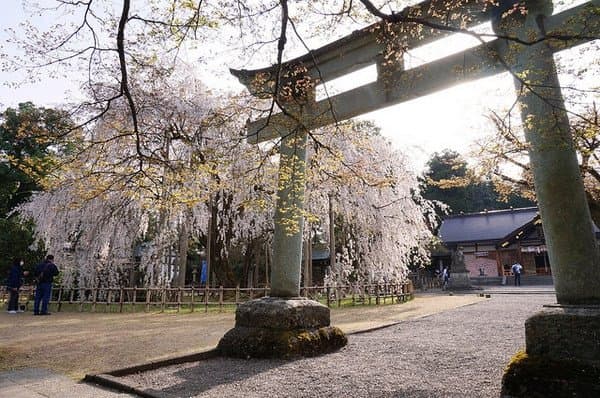 Asuwa Shrine Fukui