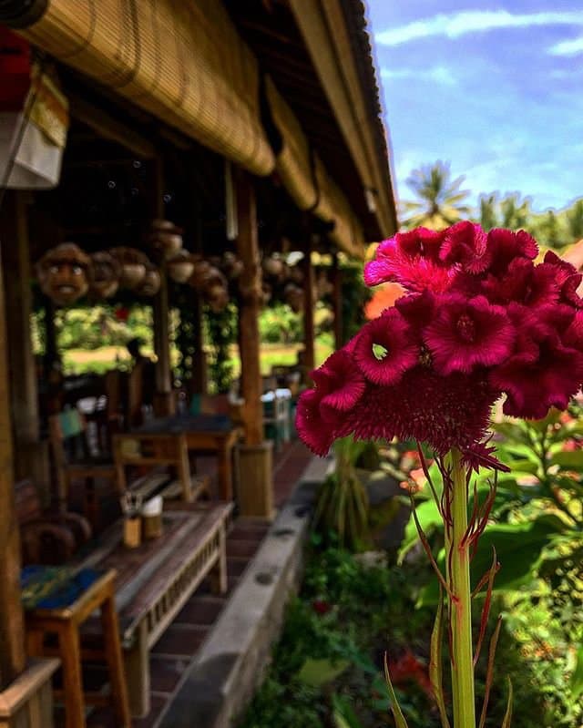 Sweet Orange flowers