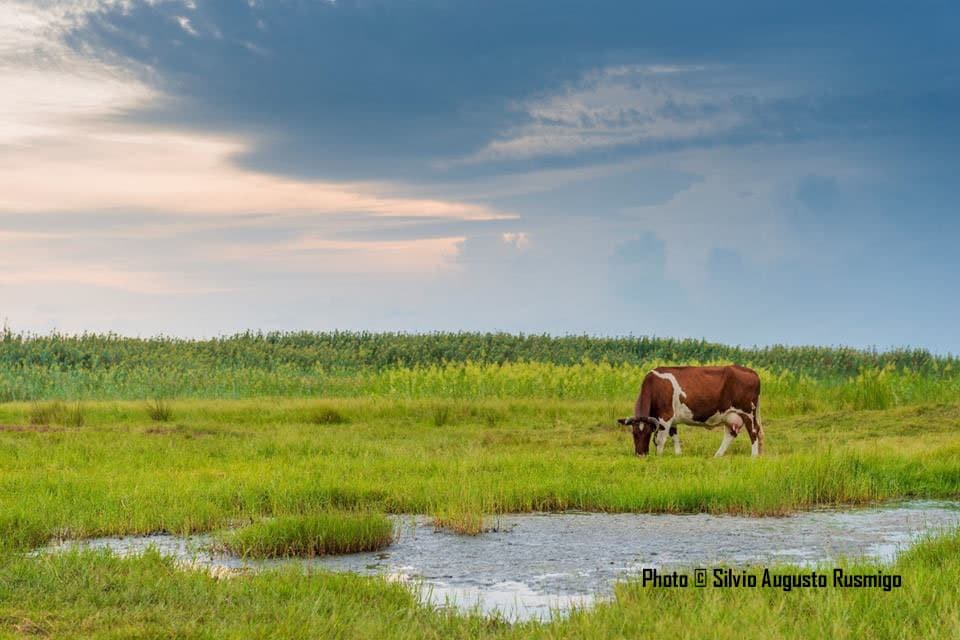 getlstd_property_photo