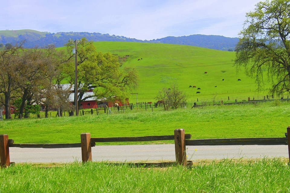 Lower loop area Harvey Bear
