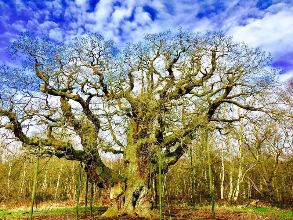 Sherwood Forest & Major Oak