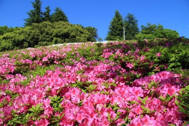 つつじヶ丘