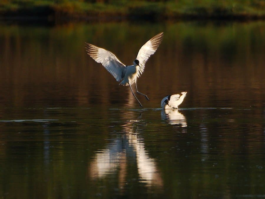 Some of the birds visiting the reserve