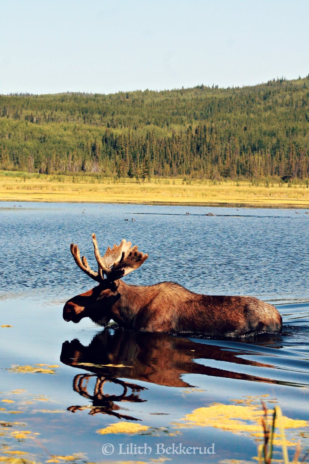 The bull moose at the preserve