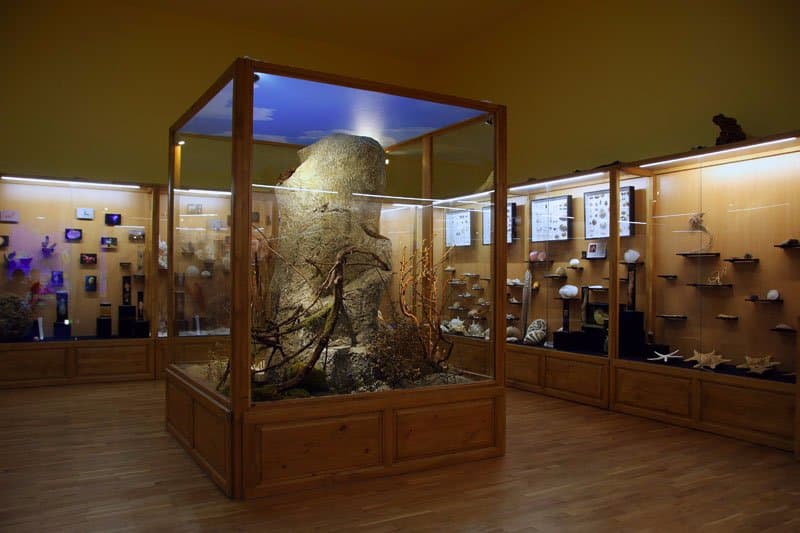 Museum exhibition Invertebrates. 