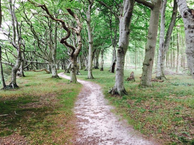 Les arbres tortueux de la fôret de Kalo