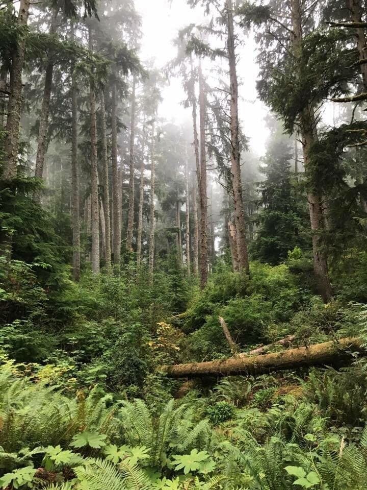 Cathedral Tree Trail