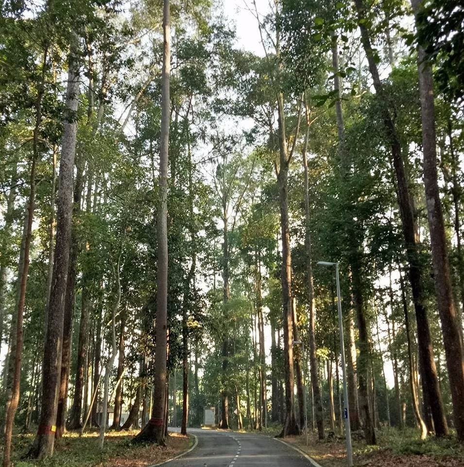 Sungai Menyala Forest Eco Park