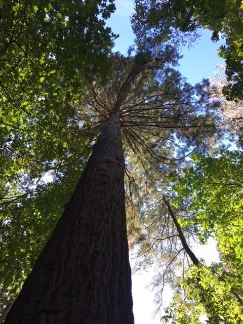 Redwood Park