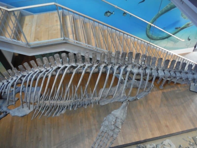 WORLD CLASS FOSSIL COLLECTION