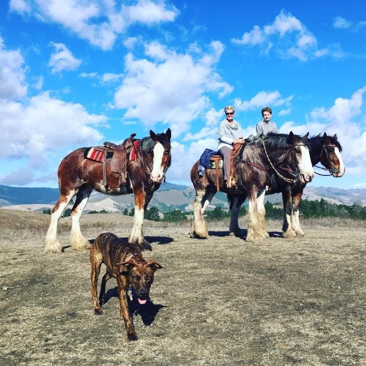 A perfect day at the Covell Clydesdale Ranch with Tara's horse and ranch dog photo bombing us.