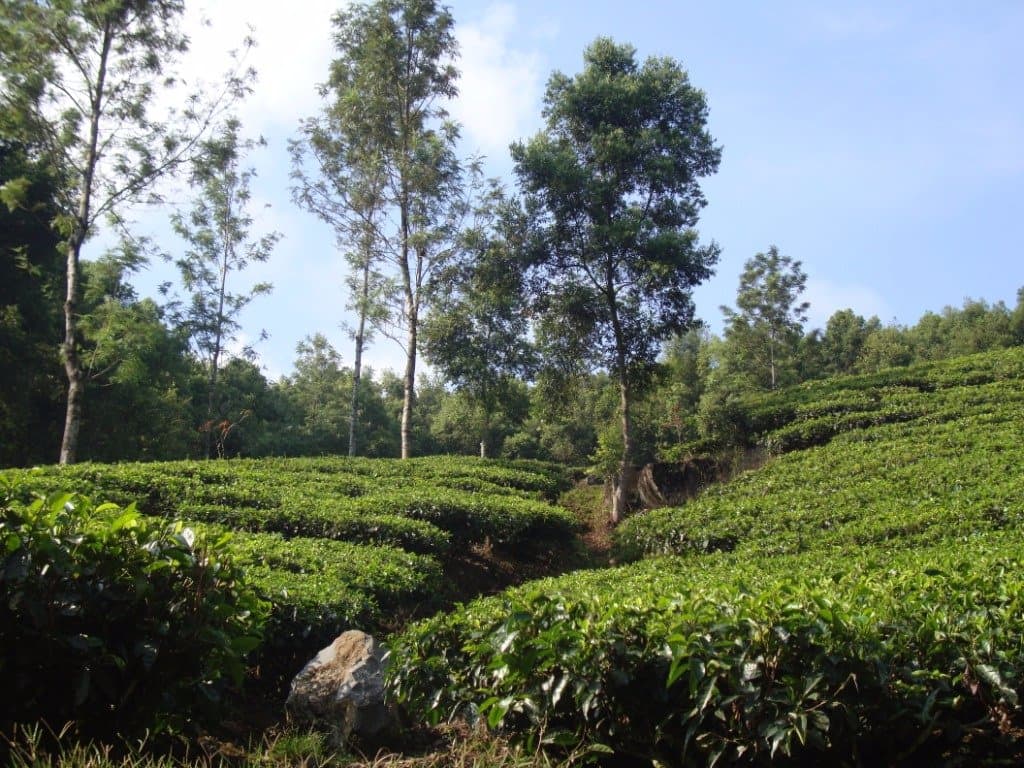tea plantation