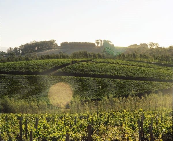 Our beautiful Pipers Brook vineyard