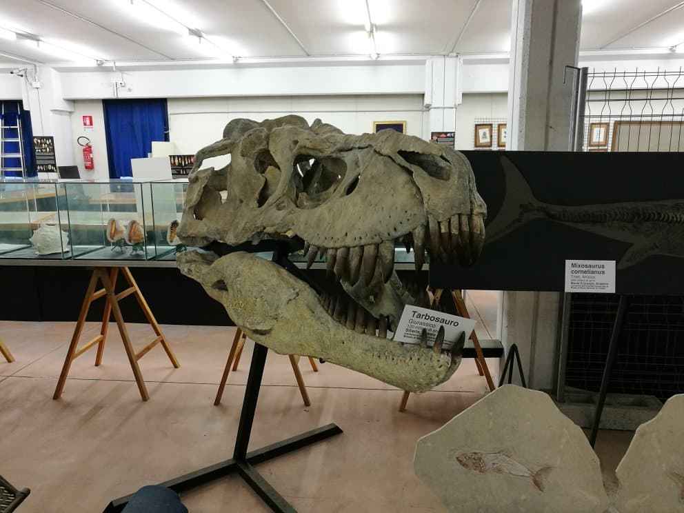 Museo Malacologico Piceno Cupra Marittima