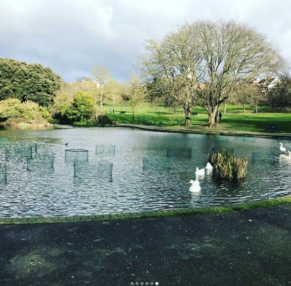 The Geese Pond