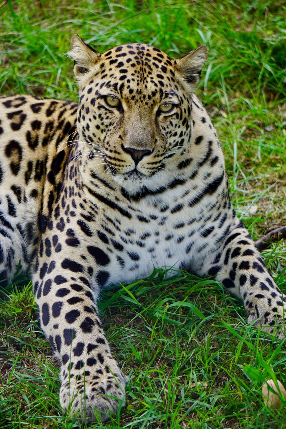 Leopard