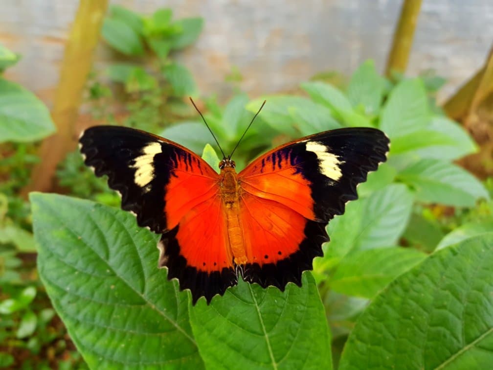 Palawan Butterfly Eco-Garden and Tribal Village