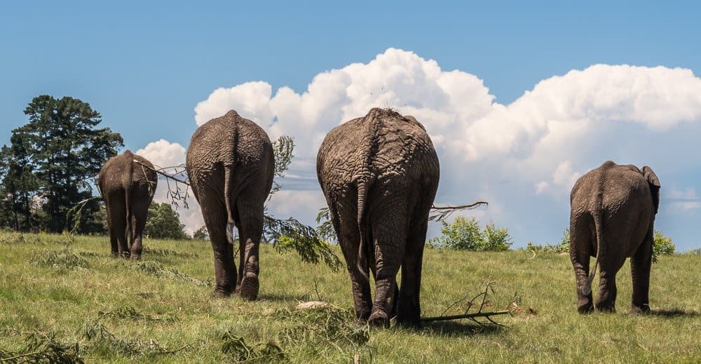 Walking up the hill behind some of the elephants