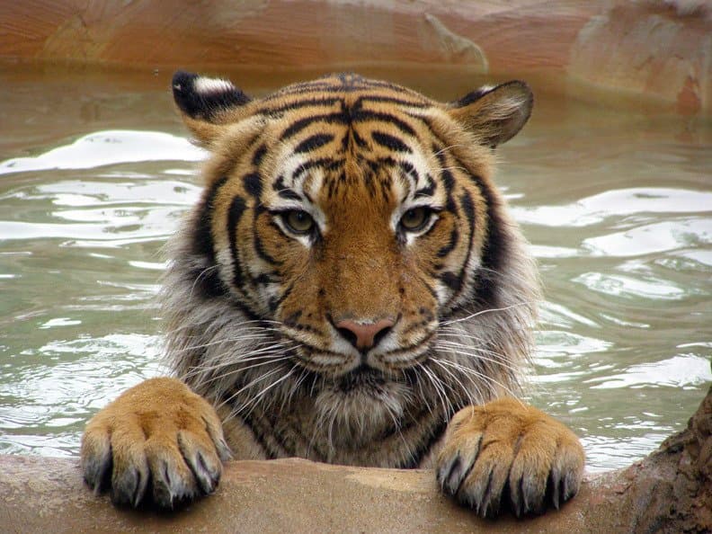 Tiger at the Little Rock Zoo