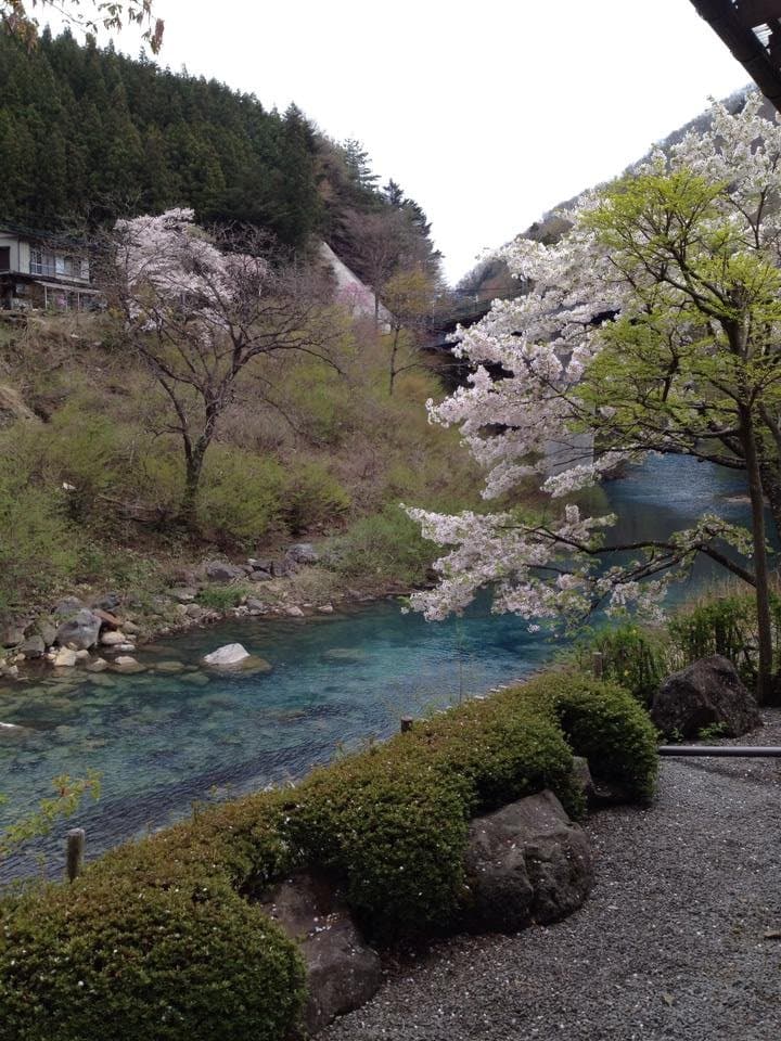 露天風呂から清流と桜を楽しむ