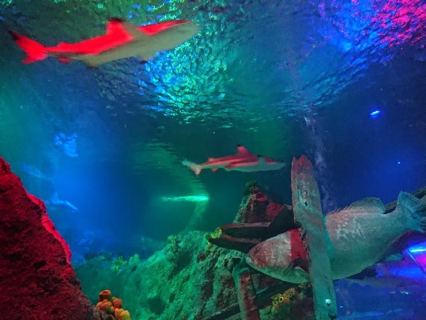 SEA LIFE Loch Lomond Aquarium
