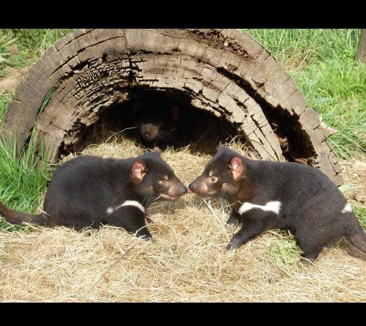 Tasmanian Devils - 1pm feeding session