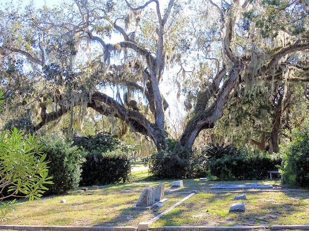 beautiful old trees with spanish moss