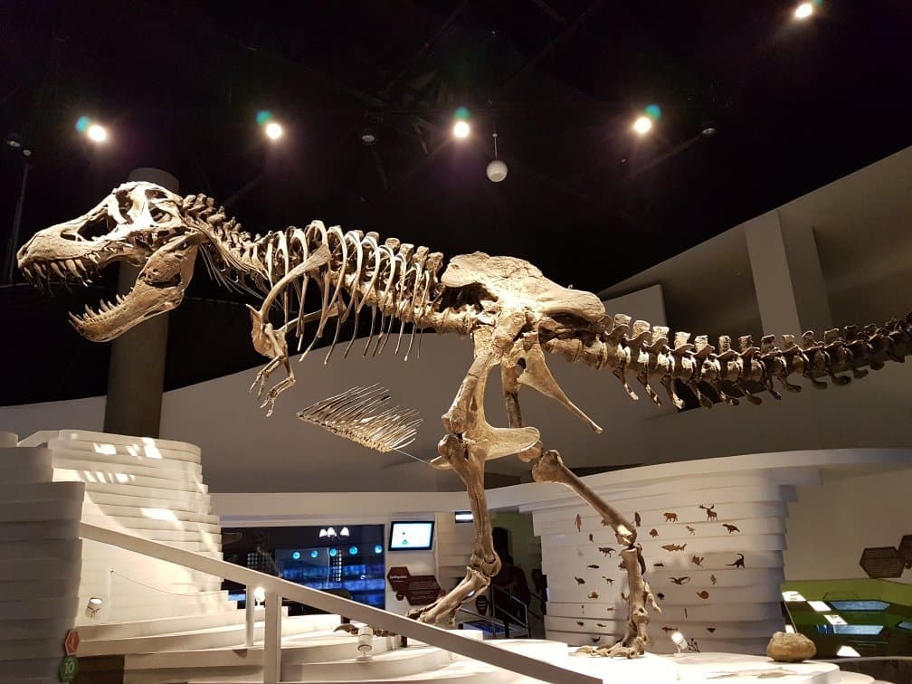 The Mind Museum