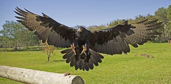 Eagle Encounters Spier