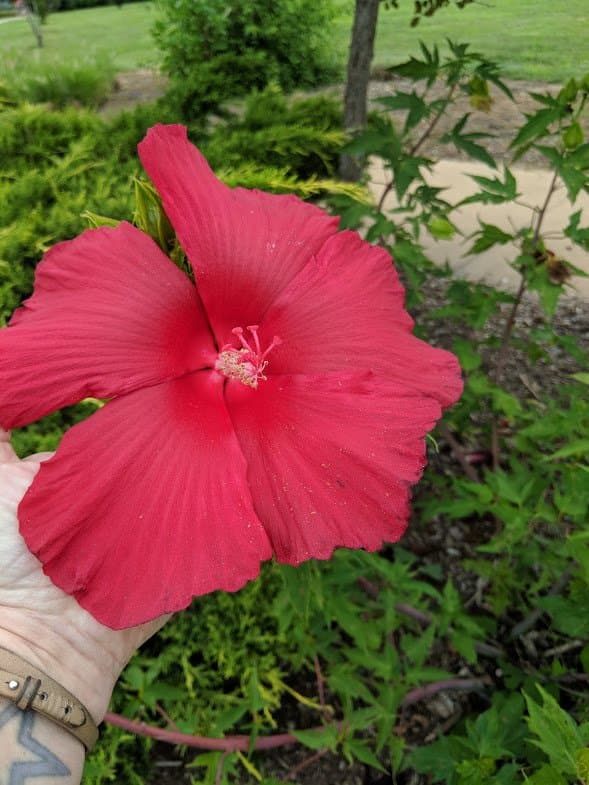 Flower