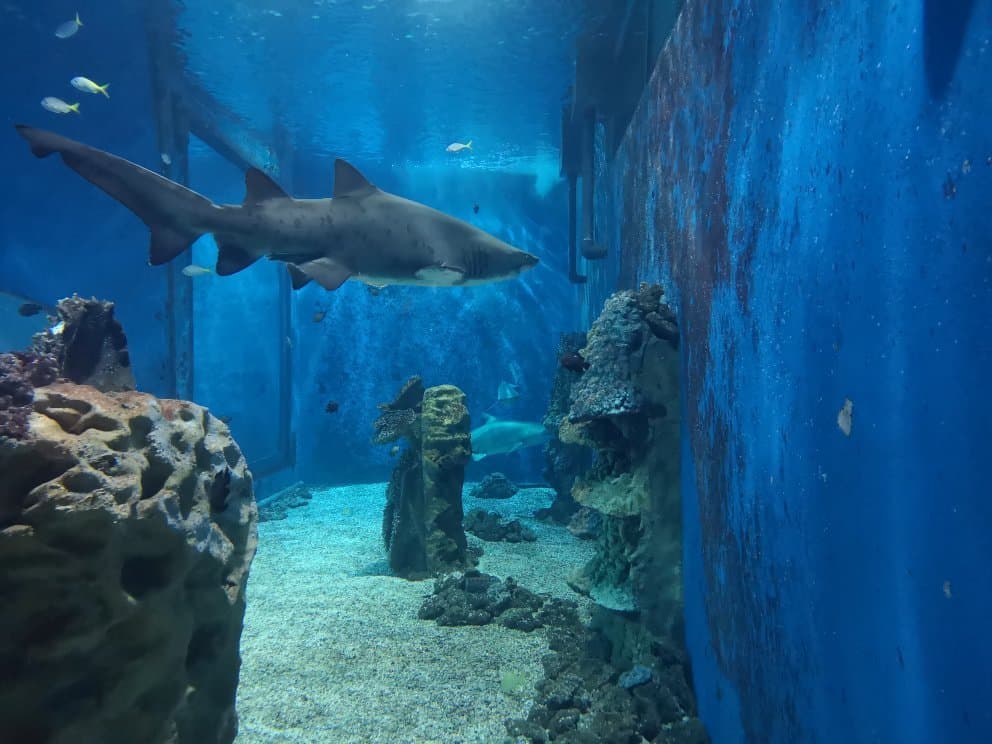 Nyíregyháza Sóstó Zoo