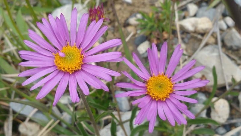 Alpine aster - a rare mountain flower