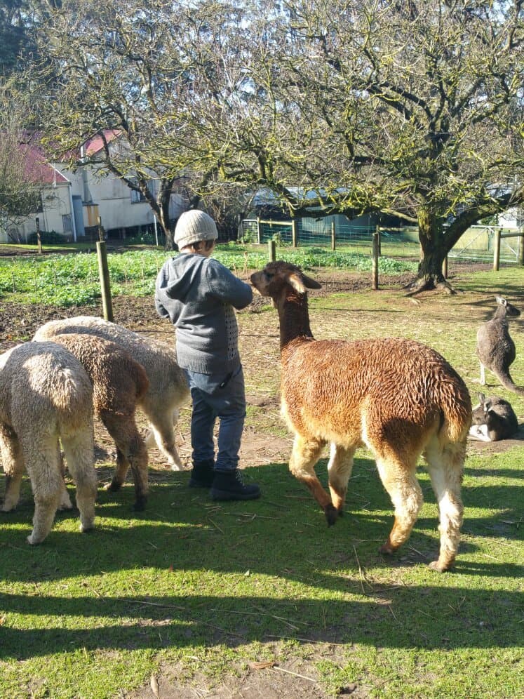 Denmark Animal Farm and Pentland Alpaca Stud