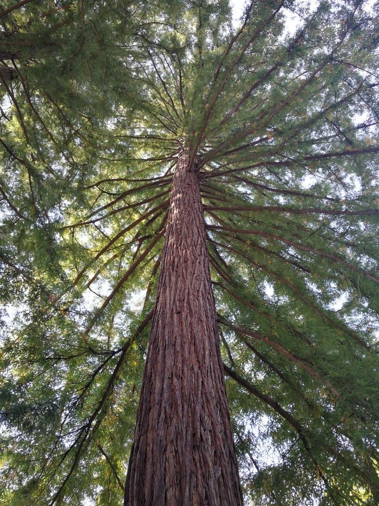 Arboretum des Barres Nogent-sur-Vernisson