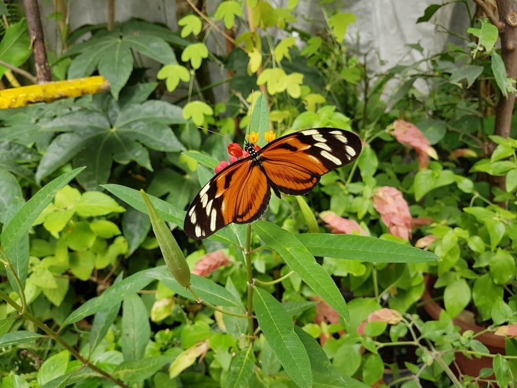 Old Botanical Garden