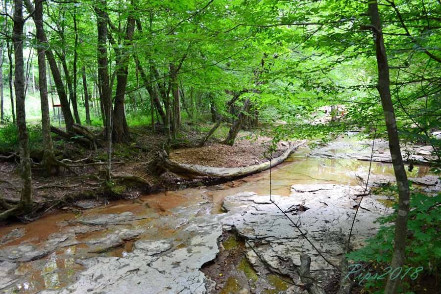 A view of the creek and trees from the walkway.