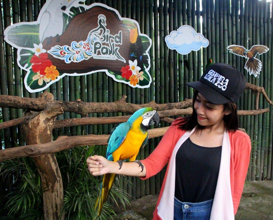 Berfoto bersama burung Macaw Biru Emas