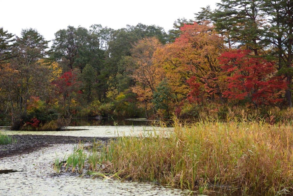 Renge-numa Marsh Boardwalk