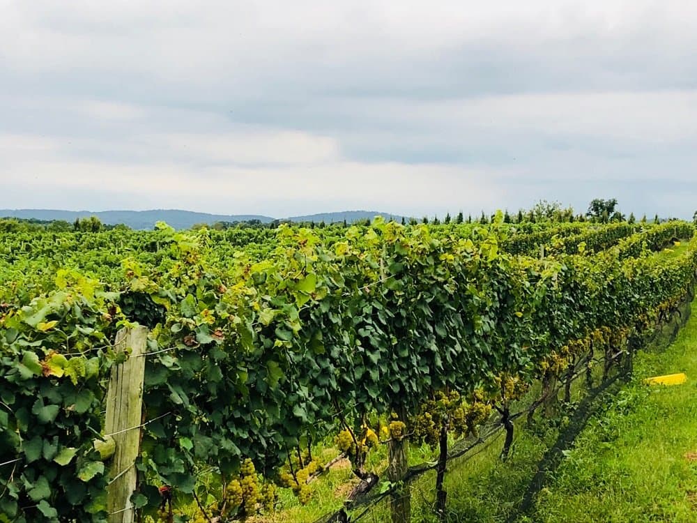 Our Estate Vineyard, Nevaeh.