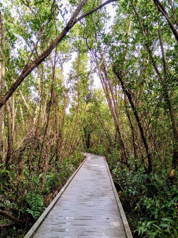 Four Mile Cove Ecological Preserve