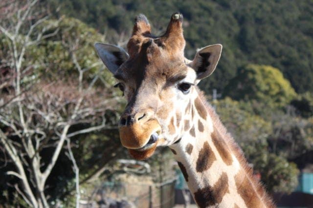 キリンの餌やりは楽しい