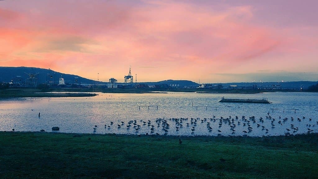 Belfast WOW Mute Swan (Photo credit: Rachele Crawford)