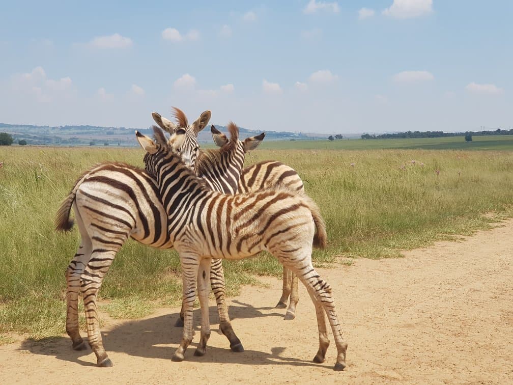 Rietvlei Nature Reserve Pretoria