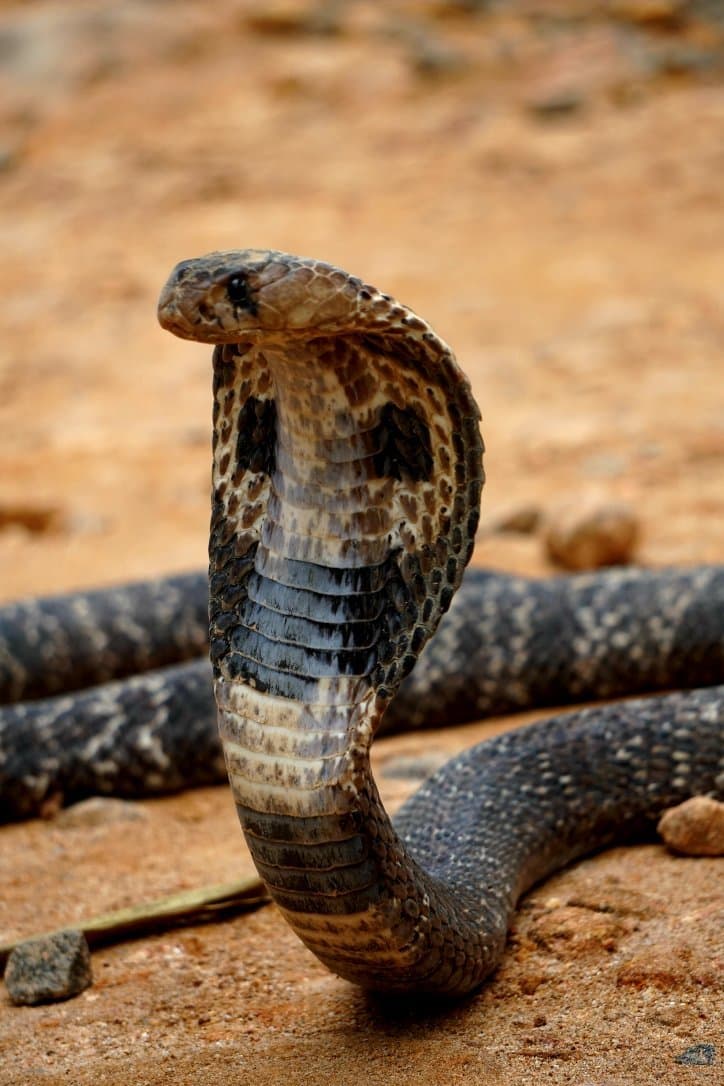 Snake Farm Telijjawila