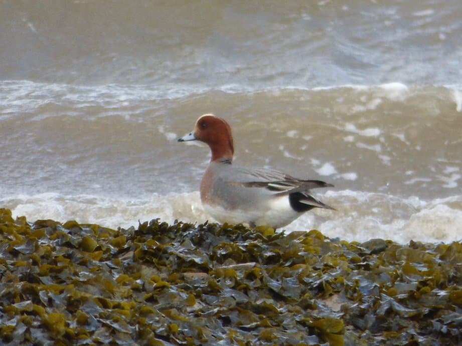 RSPB Isley Marsh