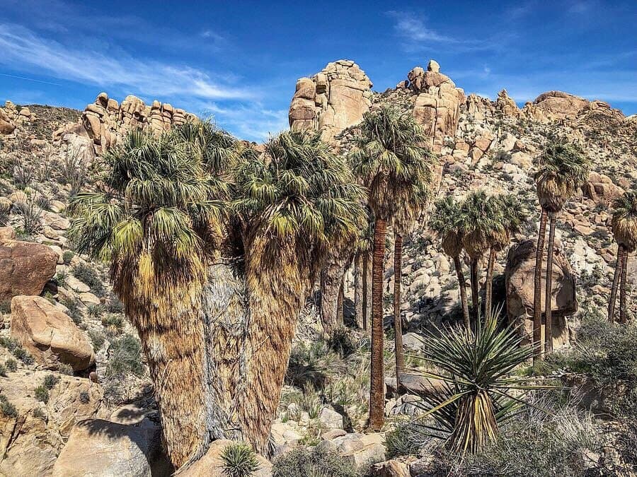 Lost Palms Oasis Trail