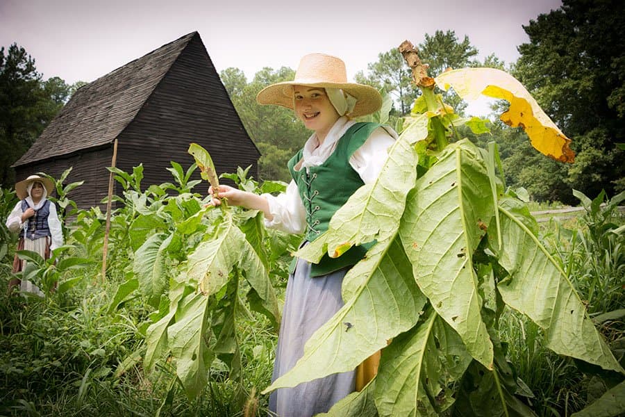 Harvesting tobacco at the first-person Godiah Spray Tobacco Plantation, where it's always 1667.