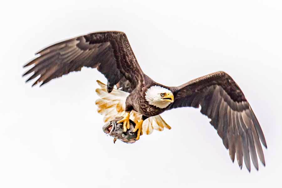 A bald eagle in flight